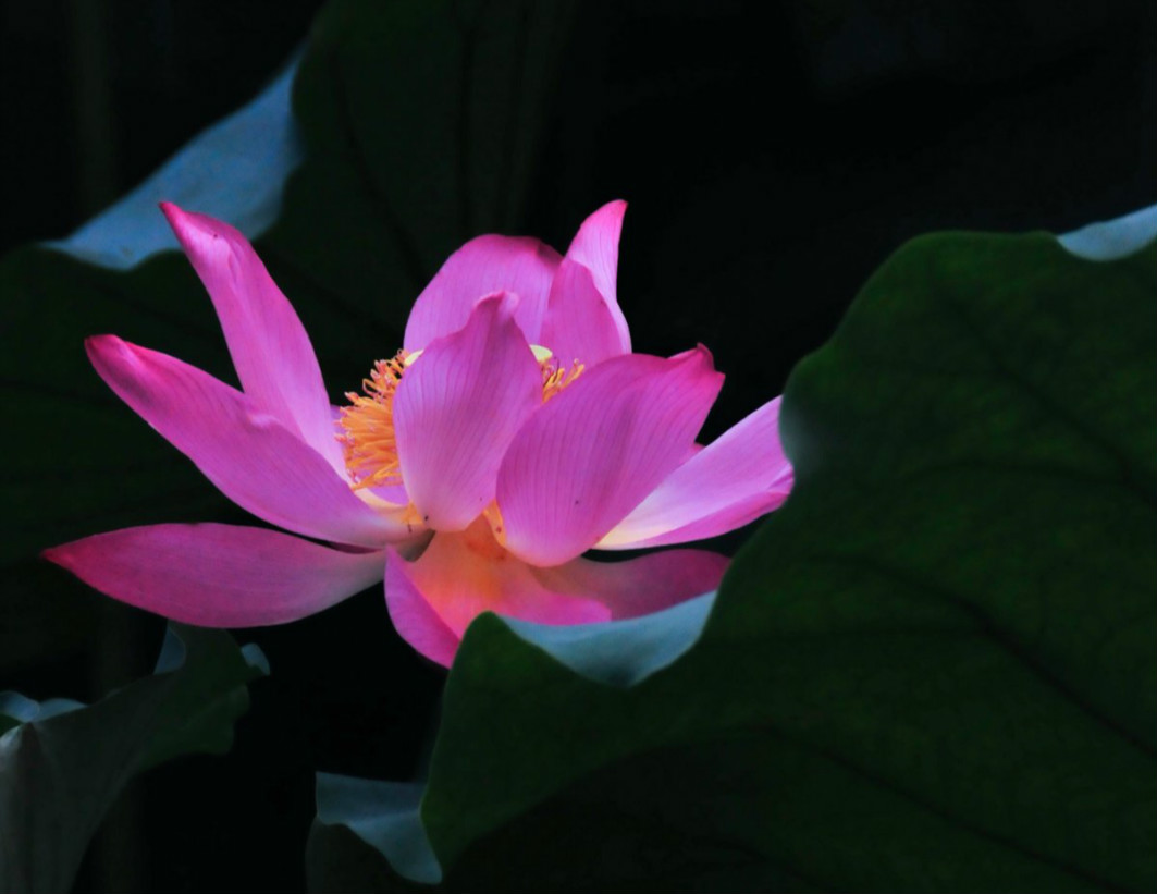 最高急速成就的佛法,必须用纯正的心行才能获得