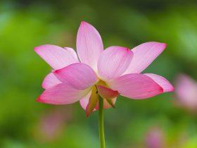 第三世多杰羌佛圣量  得到顶圣如来的灌顶