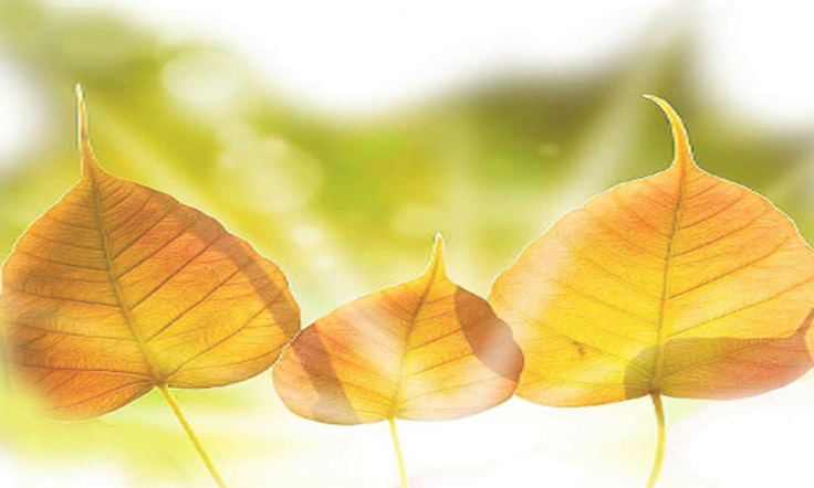 國際佛教僧尼總會總住持 世界佛教總部聞法正音總導師 聖德釋證達教尊