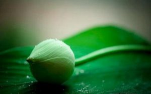 国际佛教僧尼总会关于如何考取闻法上师资格的公告