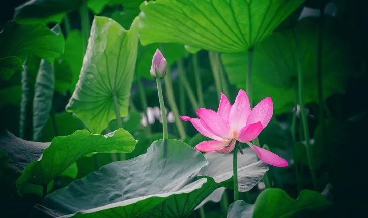 国际佛教僧尼总会 阿阇黎暨闻法上师积极发展绩优者记功