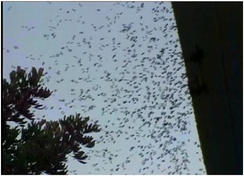 《揭开真相》(十五)预言百万毒蜂到 果然应机按时来-图片2