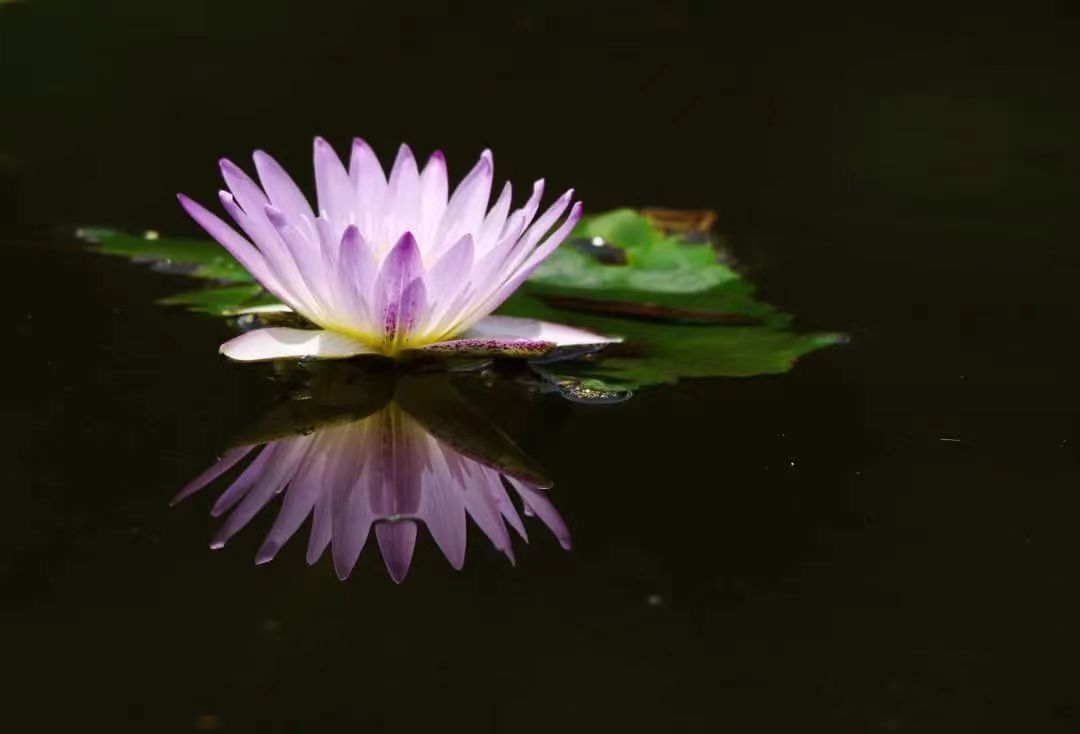 通过闻法,我是这样提取法音精华的