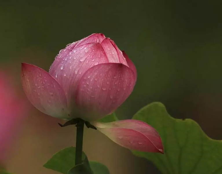 春节追溯人归处,真正的家在哪里?