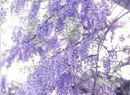 如此做佛事有用吗?