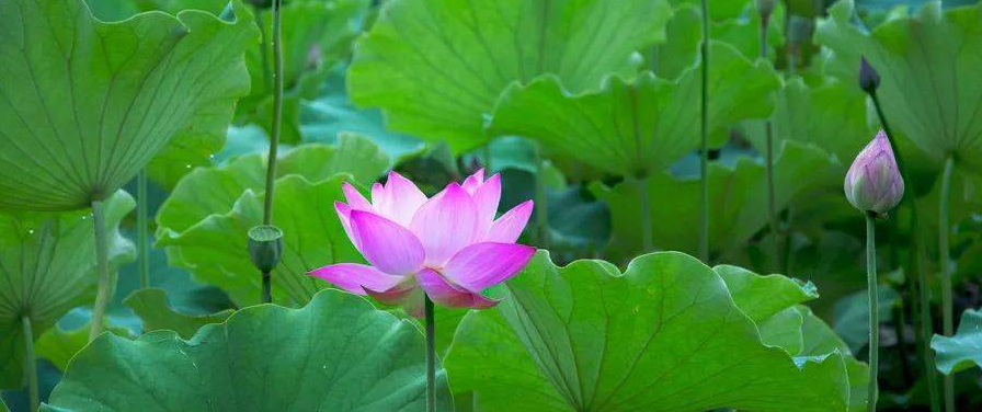 践行:以菩提心来面对众生