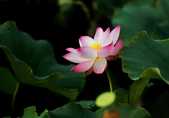 科学闻法,让我风雨飘摇的身心获救
