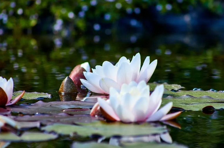 面对生活中的烦恼,我学会了用佛法的义理来处理