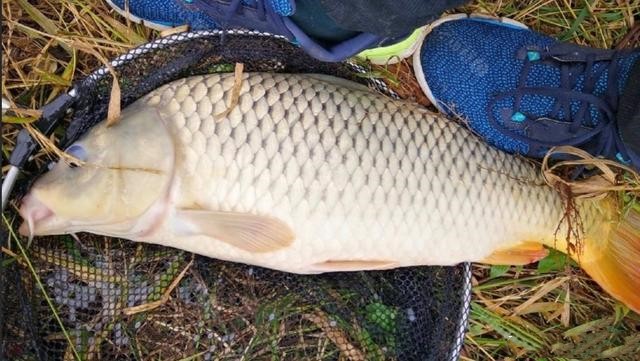 能不能为虚弱的父亲杀鱼补身体?我与妹妹吵翻天