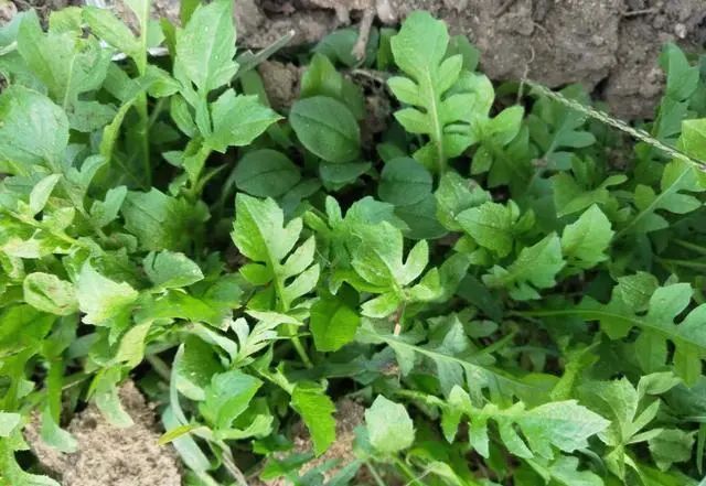 春天是个素食的好日子,几道时令素食让家人欲罢不能-图片1