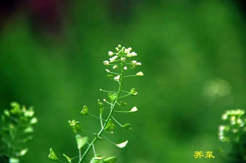 荠菜是个宝,春季少不了!补钙、降压效果好!