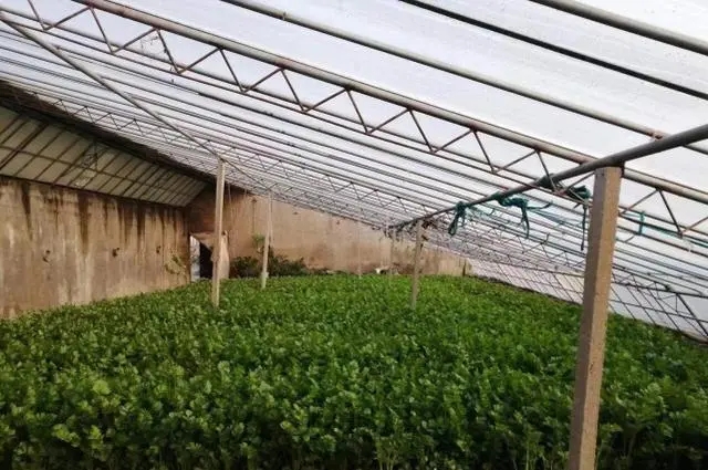 绿色有机蔬菜大丰收,这个菜农有诀窍-图片1