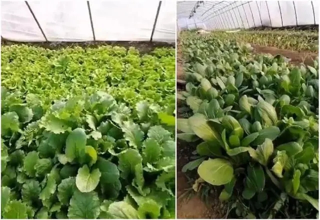 绿色有机蔬菜大丰收,这个菜农有诀窍-图片2