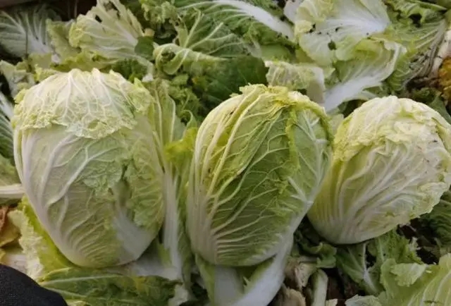 绿色有机蔬菜大丰收,这个菜农有诀窍-图片3