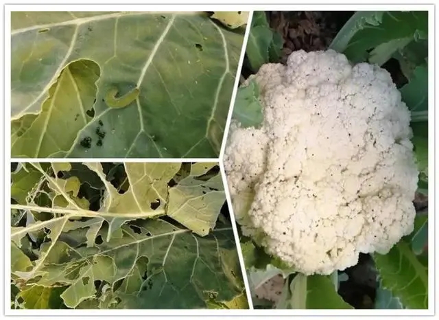 绿色有机蔬菜大丰收,这个菜农有诀窍-图片4