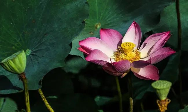 勿近愚痴人,应与智者交