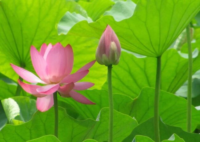 即便八十岁老娘已痴呆,我却依然是她心中的宝