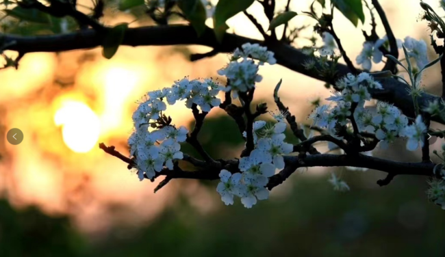 这对佳偶从校园走到婚纱,却流下了伤痛的泪水