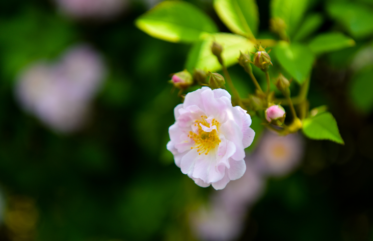 假离婚、骗低保,学佛让我重回正轨