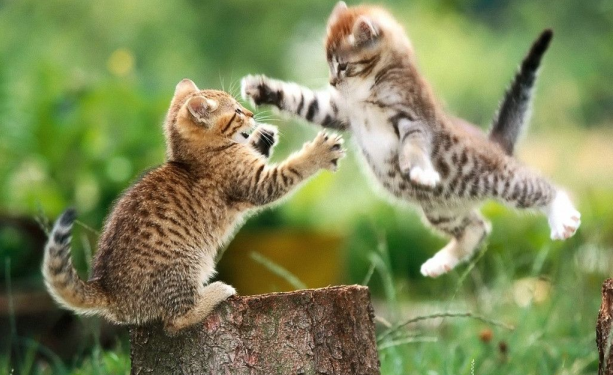 学佛修行日记:小猫咪的坠亡