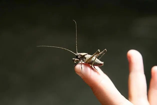 女儿与蛐蛐配合得真好,好像在唱“二人转”