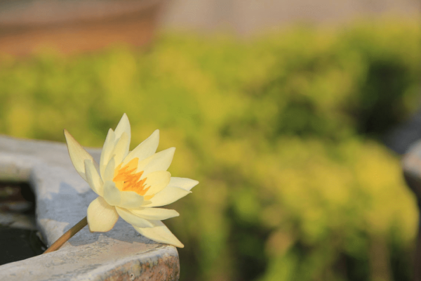 已经皈依,有法缘,就应该得到加持了吗