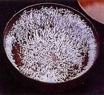 第三世多杰羌佛圣量 佛降甘露是这样得来的