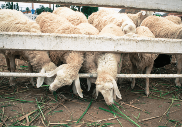 说说六道众生(二):畜生道众生是怎么一回事儿?