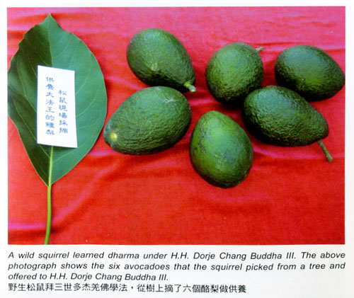 松鼠献酪梨给第三世多杰羌佛