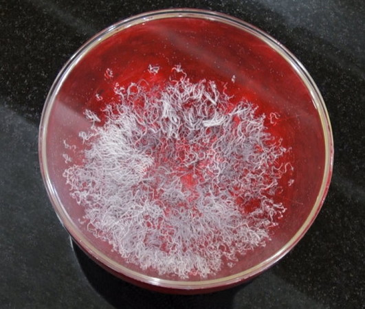 《藉心经说真谛》至宝经典法会 佛降甘露恭贺