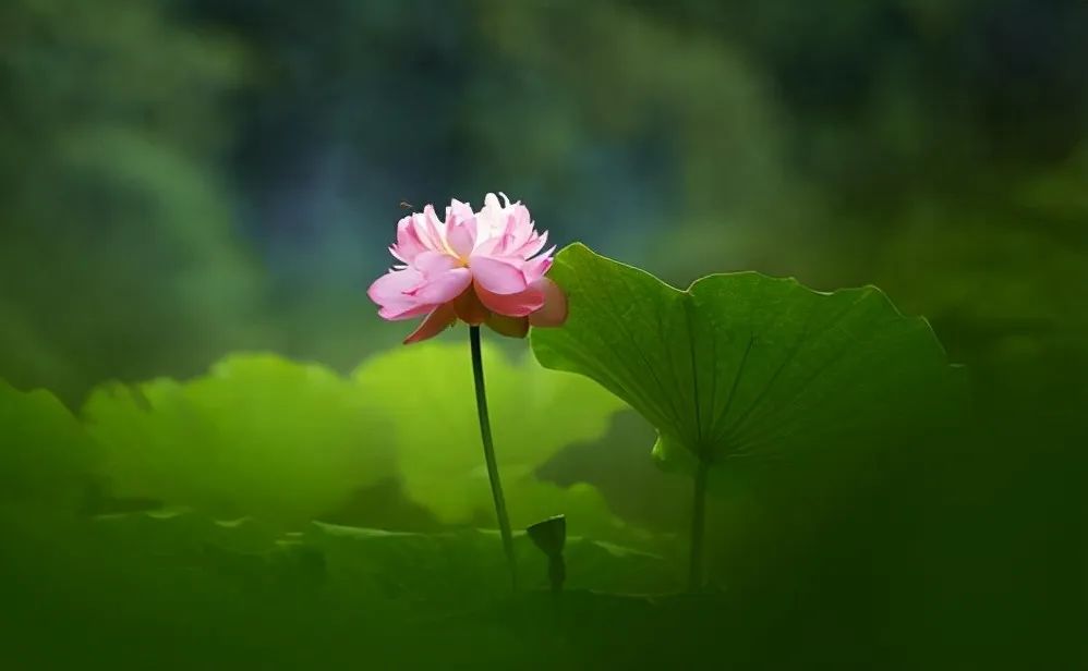 我怀着忐忑的心救下了它们,事后感到很惭愧,为何?