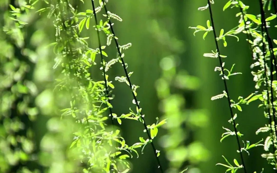 她在佛前供灯为何没有得到受益?