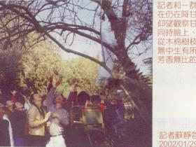 天降奇迹 烈日当空无滴雨 木棉树降香雨能听话