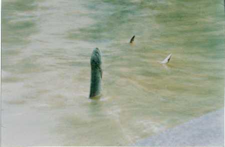 龙鱼立水礼拜第三世多杰羌佛