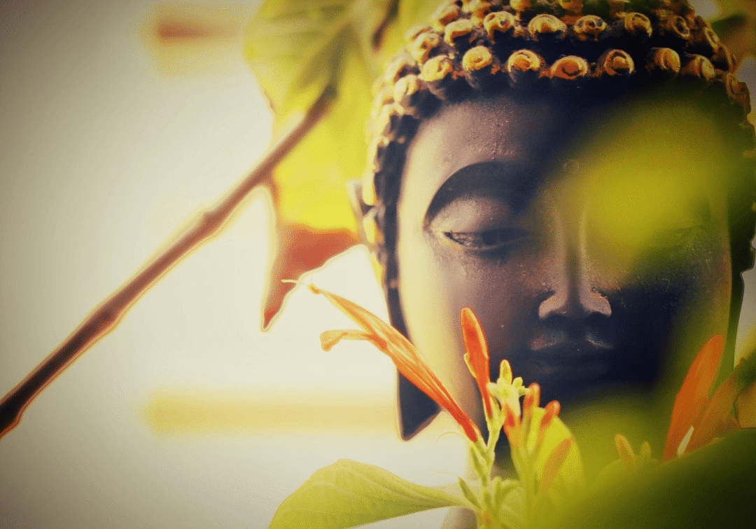 男子救下受伤黑叶猴,五年后携全家看恩人