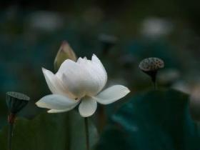 西方人敬佩三世多杰羌佛