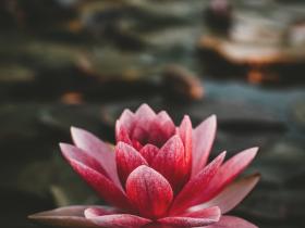 第三世多杰羌佛慈悲加持 弟子病情化险为夷