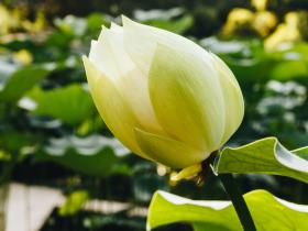 第三世多杰羌佛加持 伤者奇迹般的活过来