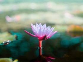 第三世多杰羌佛慈悲加持 植物人奇迹般康复