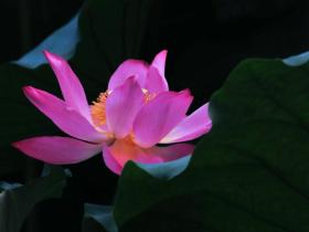 最高急速成就的佛法,必须用纯正的心行才能获得