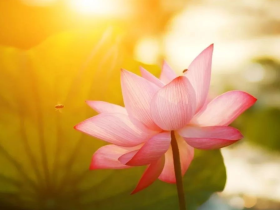 第三世多杰羌佛施妙药 弟子晚期子宫癌痊愈