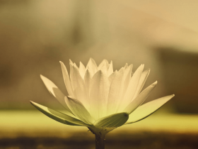 第三世多杰羌佛施妙法 病痛消失无影踪