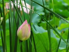 第三世多杰羌佛是真正的大医王 两度救了弟子的命