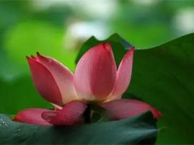 南无第三世多杰羌佛大慈大悲 救了两父女的命