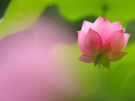 第三世多杰羌佛圣迹 圣迦陵鸟的赞贺