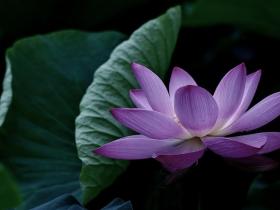 第三世多杰羌佛感召圣迹 证明了如来正法