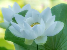 《西方极乐世界游记》音频版