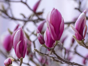 恭闻《以修自己的法和行为主体》法音的体悟