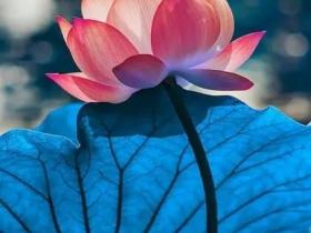 “黄脸婆”逆袭“白月光”之经历