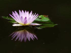 通过闻法,我是这样提取法音精华的